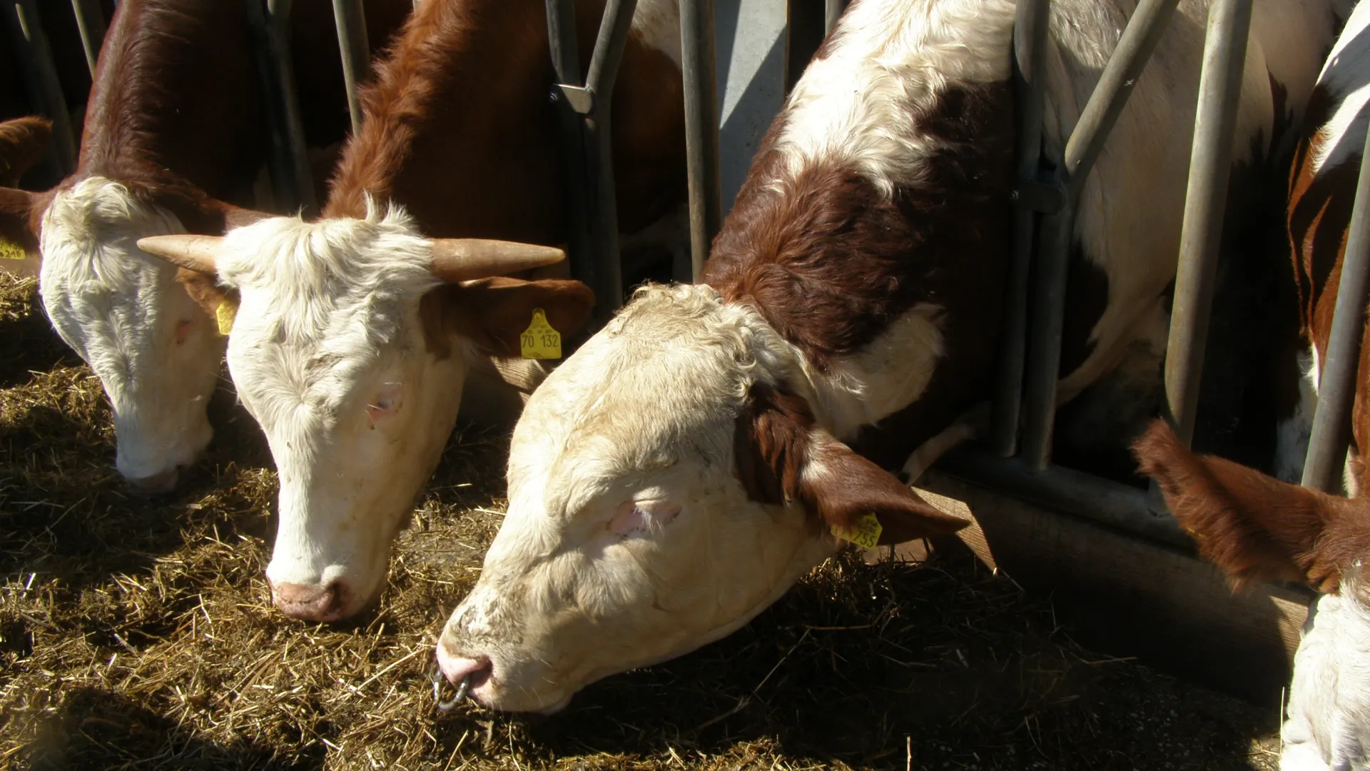 Rubrik_Tierschutz_c._L._Maraz